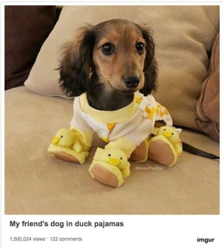 11 Dogs Wearing Pajamas That Will Get You in the Mood for a Long Weekend