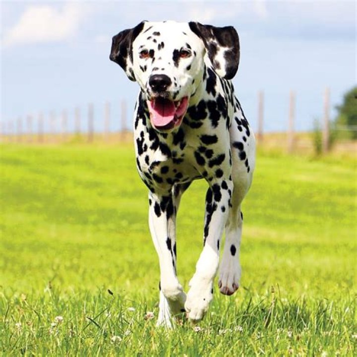 7 Best Dog Breeds For Running With In All Climates