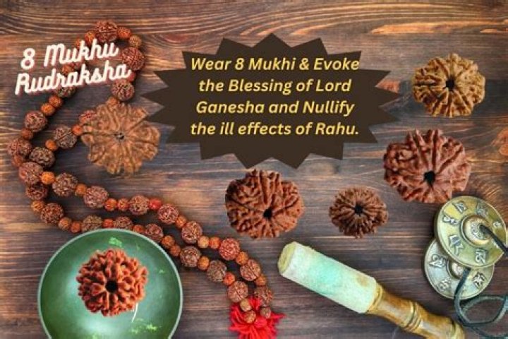 8 Mukhi Rudraksha - What Are the Benefits of Eight Faced Rudraksha?
