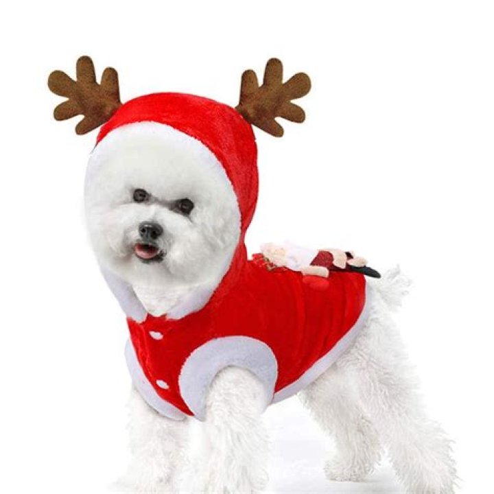 9 Best Dog Christmas Outfits 2021 | The Sun UK