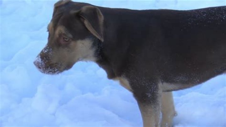 A bill introduced in the Iowa Senate could lift dog breed bans