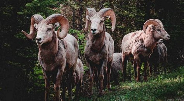 A Guide to 5 Animals Influencing Aries