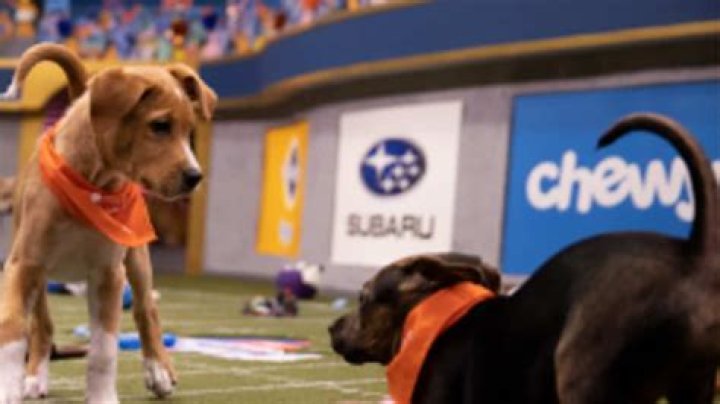 Animal Planet Puppy Bowl will feature shelter pups once again in historic match, full details
