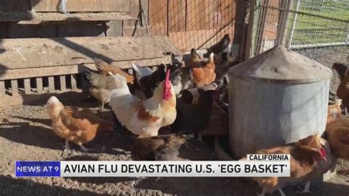 Avian flu is devastating farms in California’s ‘Egg Basket’ as outbreaks roil poultry industry