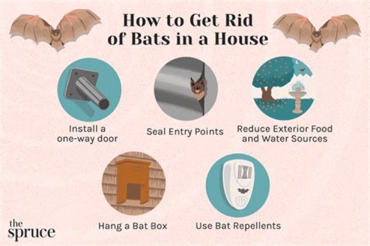 Bats in your belfry(house)? Iowa DNR offers helpful tips
