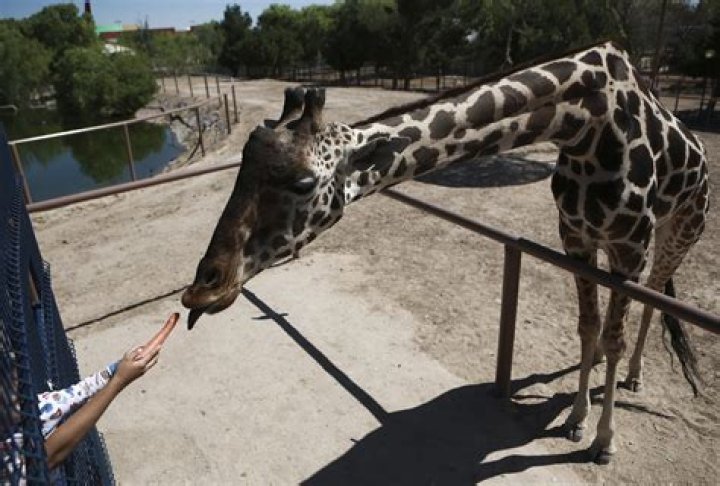 Benito the giraffe moving to Mexico after environmentalists’ complaints