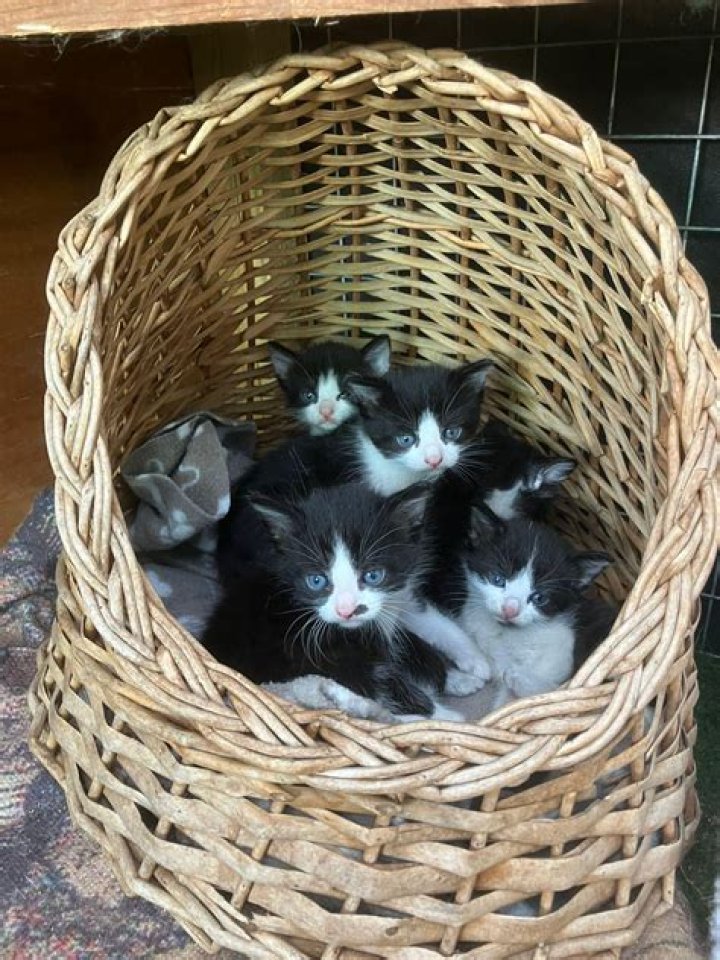 Bid to help the animals in the Purrs, Pooches & Purses auction