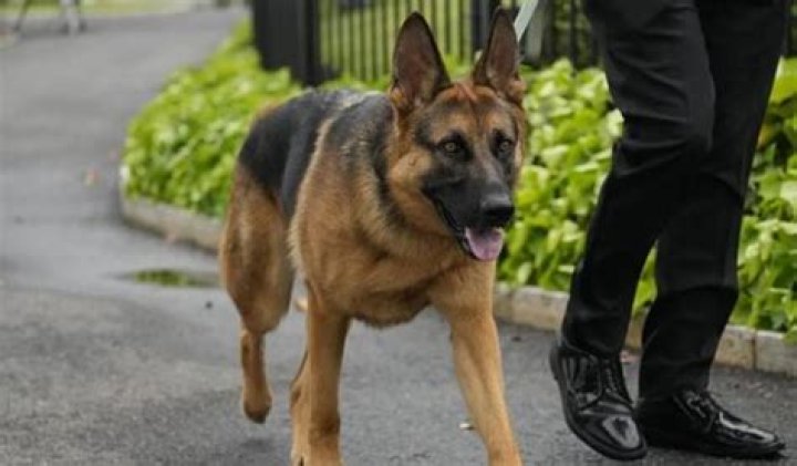 Biden’s dog Commander: Gone from the White House, but not its official Easter eggs