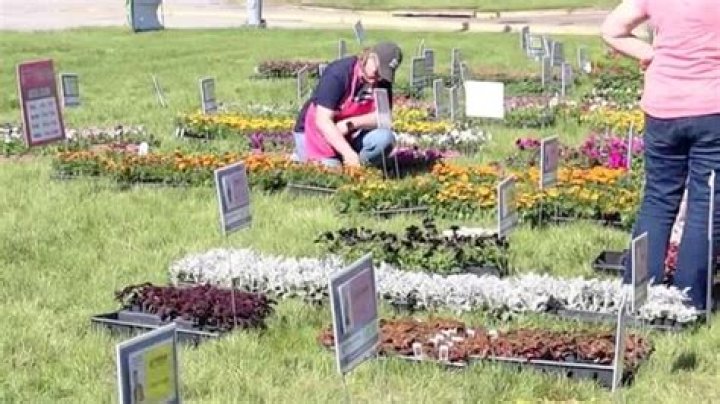 Big Brothers Big Sisters plant sale back in bloom