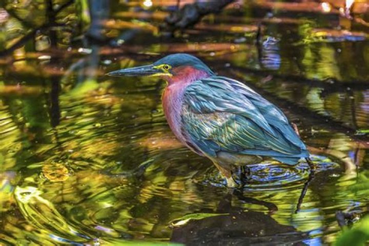 Bird watcher leaves 'disappointing' TripAdvisor review after failing to see herons at pub named Heron Inn