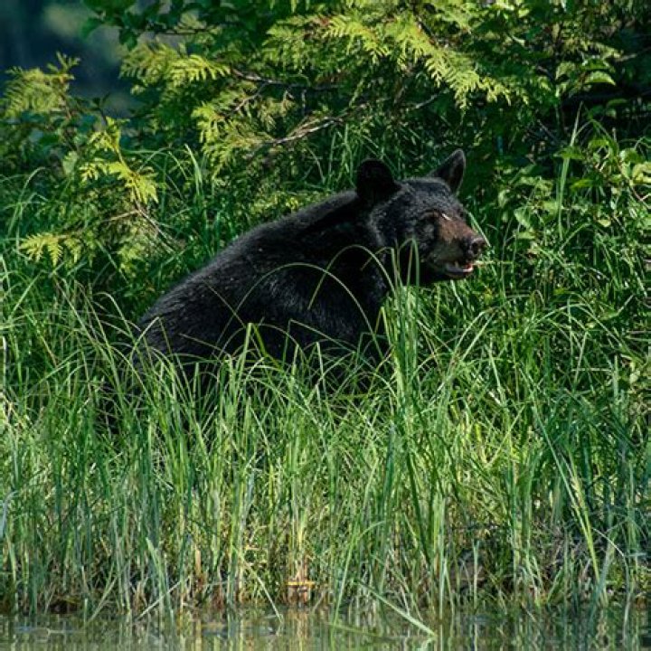 Black bear spotted in Scott County