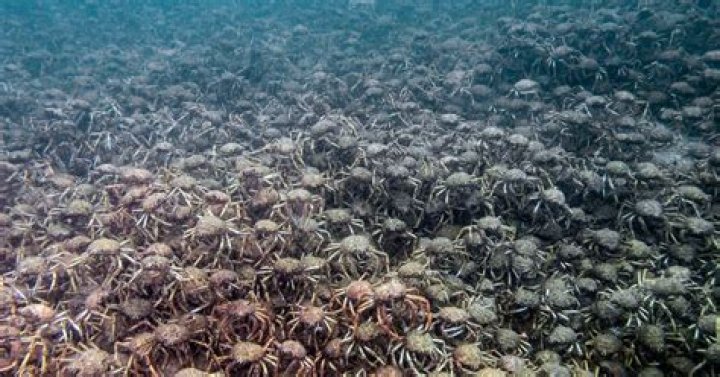 Blue Planet 2 episode 5: How they filmed the stingray vs spider crab battle. BBC1, BBC America