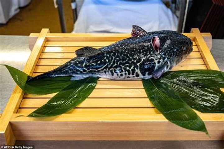 Brazilian Man Dies After Consuming Poisonous Pufferfish; Find All DETAILS Inside