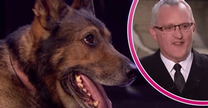 Britain's Got Talent dog Buddy run over by a van as distraught owner Pippa begs fans for £5k to save him