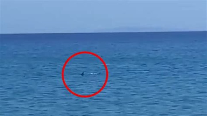 British tourists’ horror as ‘10ft SHARK’ chases holidaymakers out of the water on Greek island