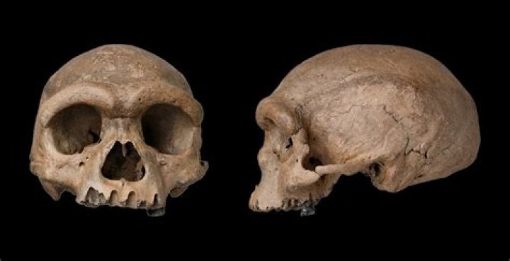 Campers find what looks like a human skull at Iowa park