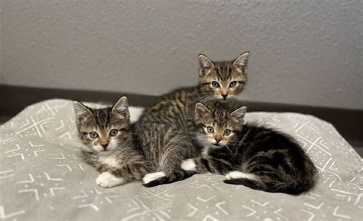 Celebrate Adopt A Shelter Cat Month with Quad City Animal Welfare Center