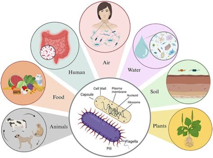 Characterisation of growth of kefir cultures from temperate and tropical origins, and viability of kefir microorganisms undergoing food-relevant thermal treatments - ePrints