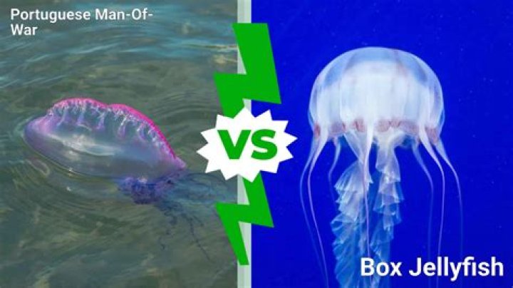 Child suffers excruciating sting from picking up a Portuguese man o'war as hundreds invade English beaches
