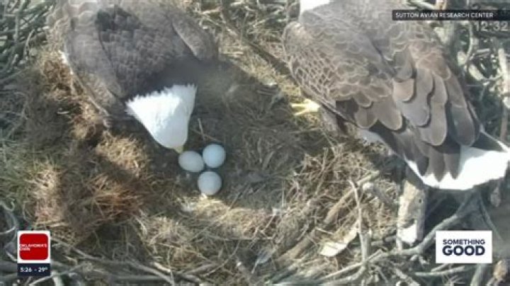 Concern grows over bald eagle eggs that have not yet hatched