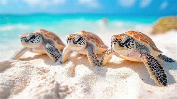 Cook review: Action-packed ‘Turtles’ really come out of their shells