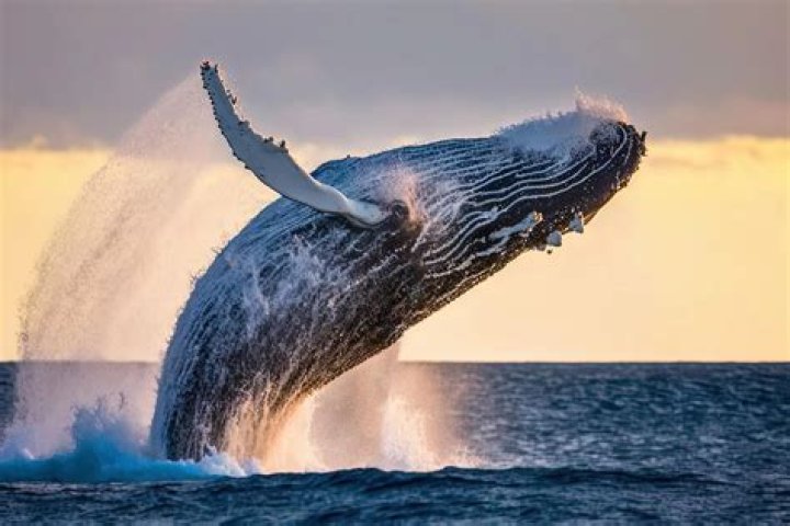 Cook review: ‘The Whale’ is worth diving into