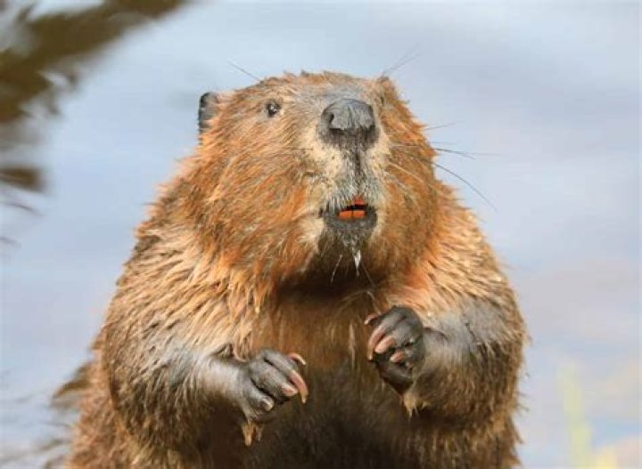 Cory and Coty Beavers: Who Are They? How Did They Know Gelareh?