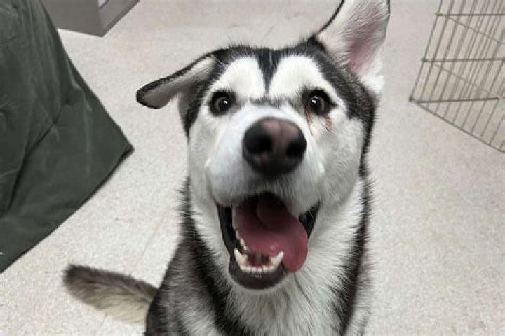 Creepy photo of husky smiling at door terrifies social media as 'Smile Dog' returns