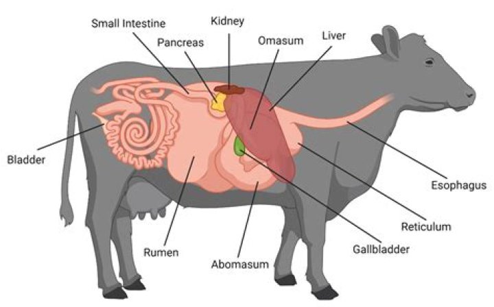 Dad has eaten nothing but raw meat including sheep stomach smoothies and testicles for a decade - and even feeds it to his kids