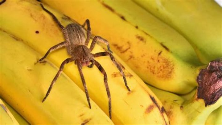 Dad is left scarred for life after bite from deadly spider hidden in bananas put him in a coma for a week