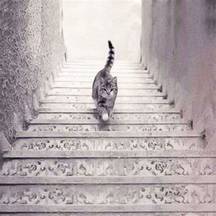 Descubre si eres inteligente según observes que el gato sube o baja las escaleras