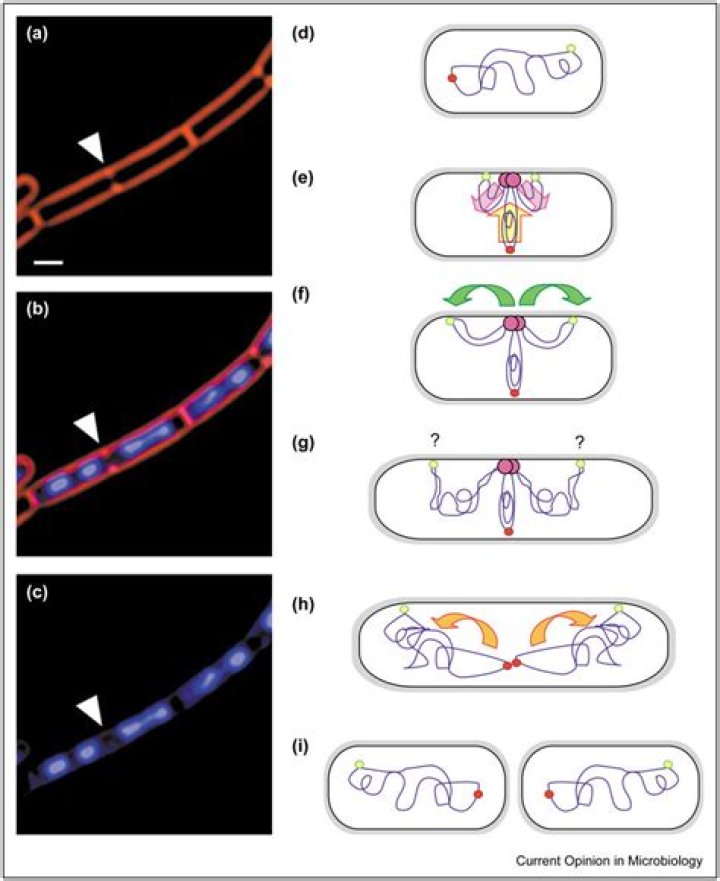 Diversity and redundancy in bacterial chromosome segregation mechanisms - ePrints