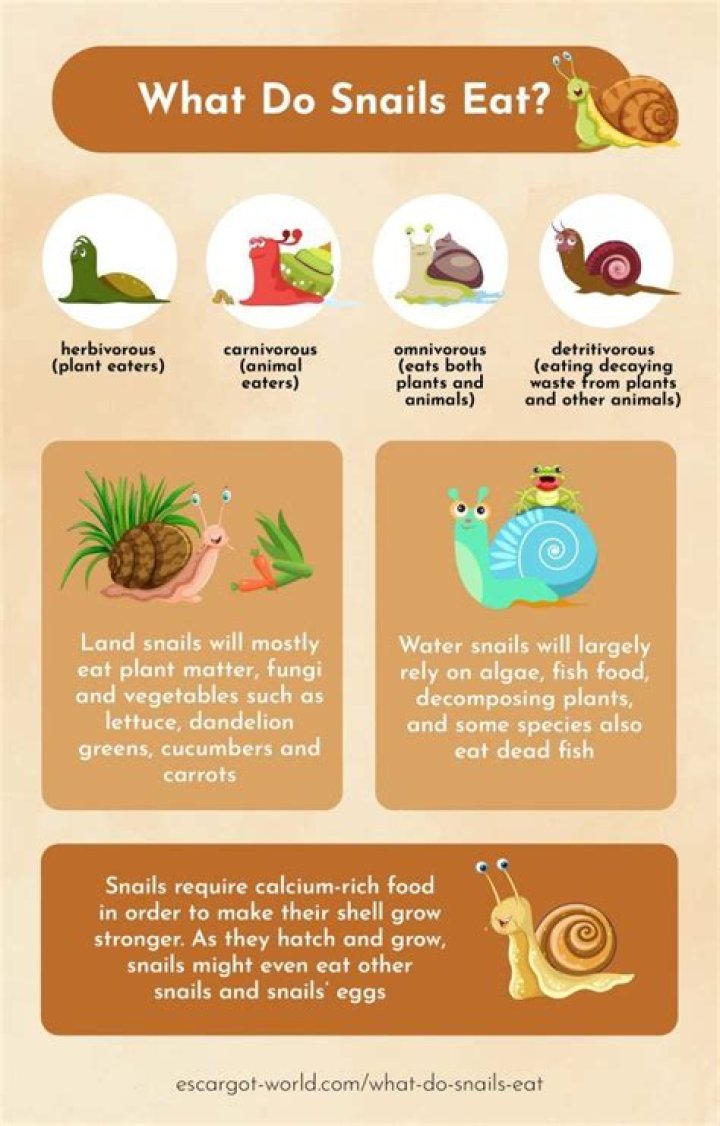 Do snails eat mushrooms?