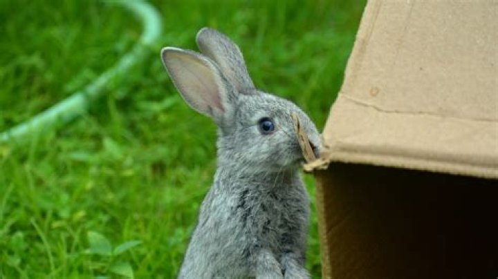 Does rabbit make good stock?