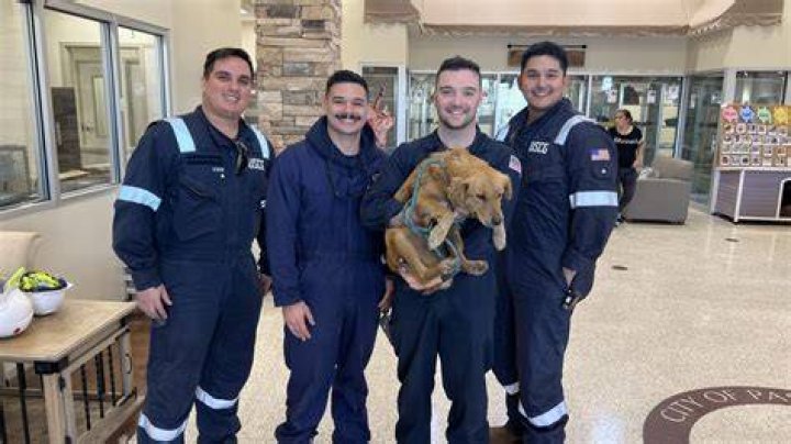 Dog rescued after more than a week trapped inside shipping container in Texas port