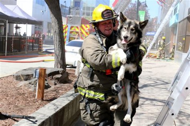 Dog rescued from Bettendorf fire