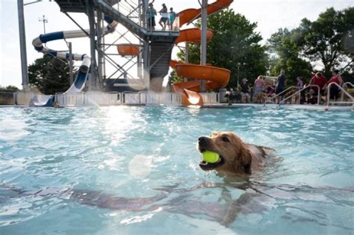 Dog Splash at Star City Shores