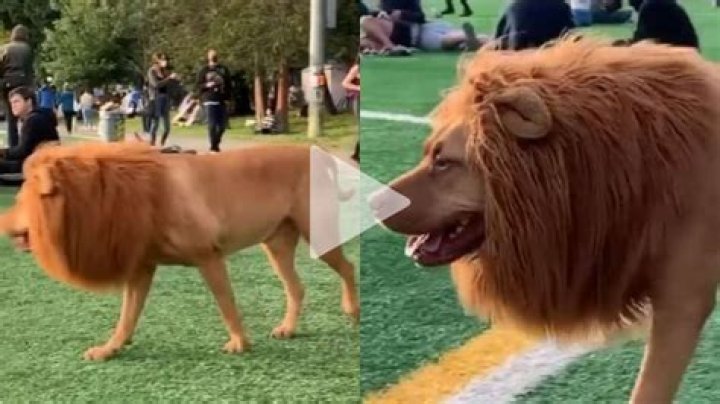 Dog walks around dressed as a lion to scare people in a park, WATCH viral video