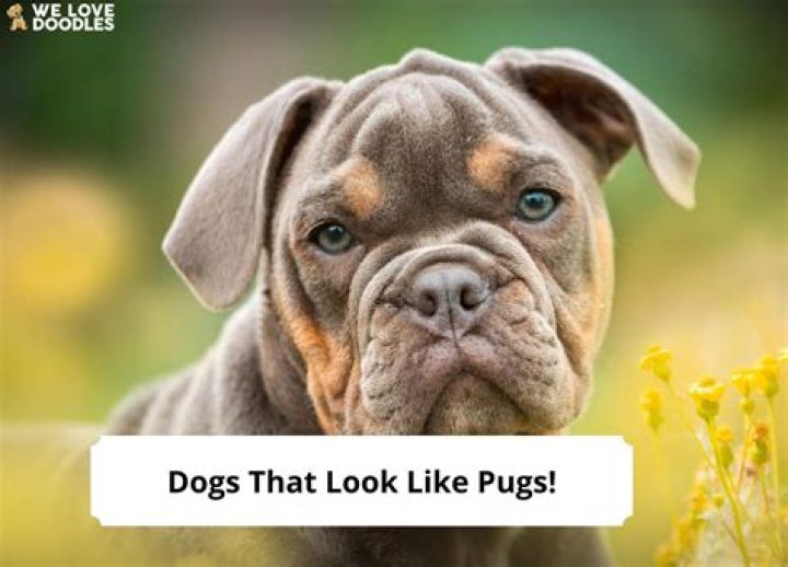 Dogs That Look Like Stuff Meme