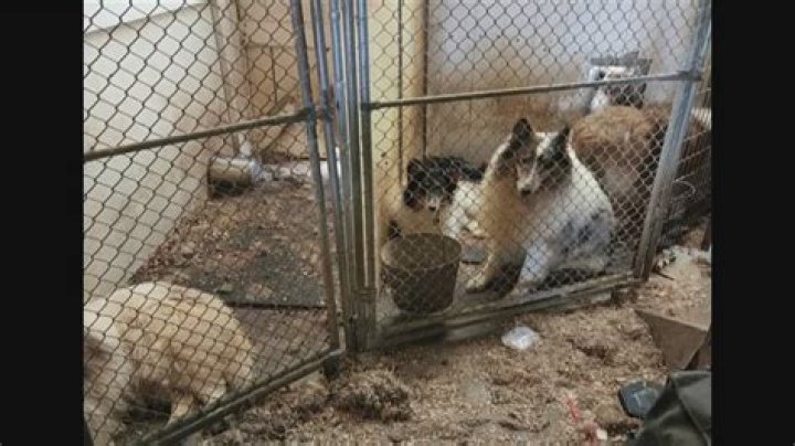 Donations rolling in for 198 dogs rescued from Sherrard hoarding situation