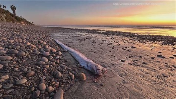 Dozens of killer Portuguese Man-of-war found washed up on UK beach as bizarre invasion continues