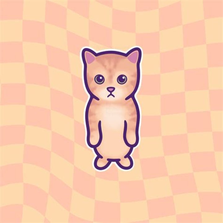 El Gato Cat Death Video Viral Trending On Twitter & Tiktok