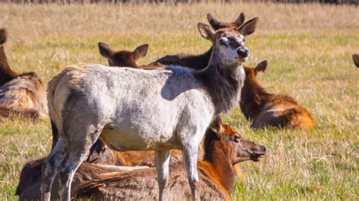 Elk spotted in western, central Iowa becoming more common
