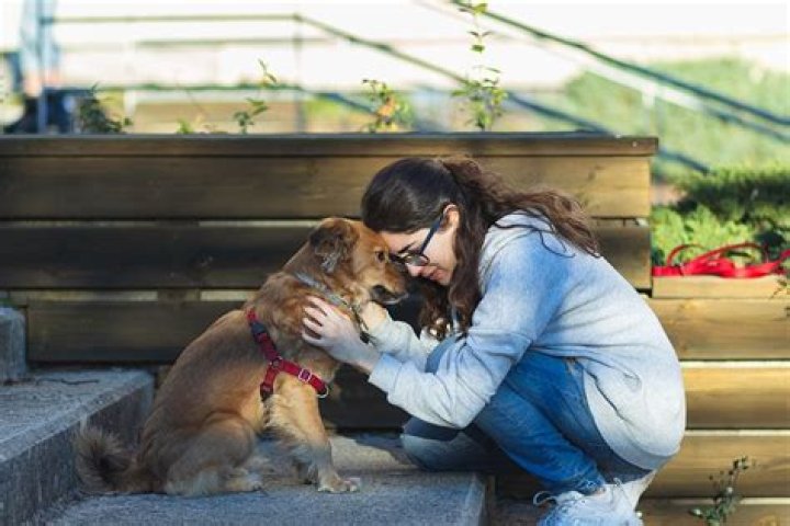 Erie student receives gift after losing her emotional support dog in car crash