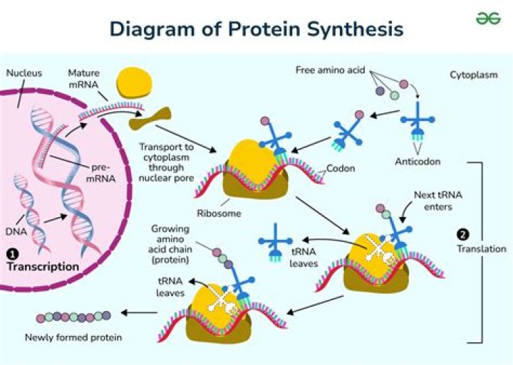 Error-prone protein synthesis in parasites with the smallest eukaryotic genome - ePrints