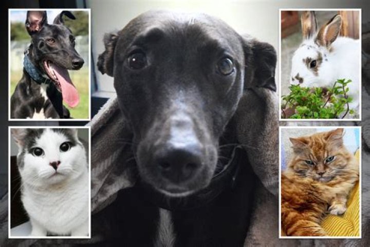 From cat with heartbreaking wish list to abandoned SNAKE - these adorable animals are desperate for home this Christmas