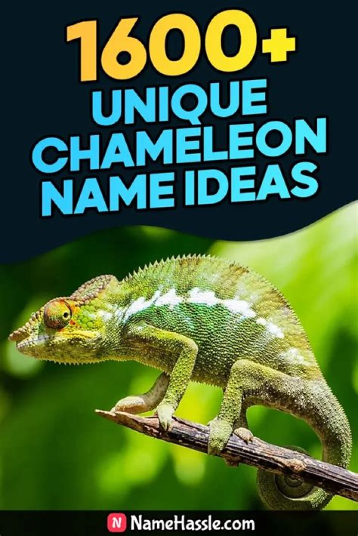 Funny Chameleon Names | List of Cute Names for Chameleons