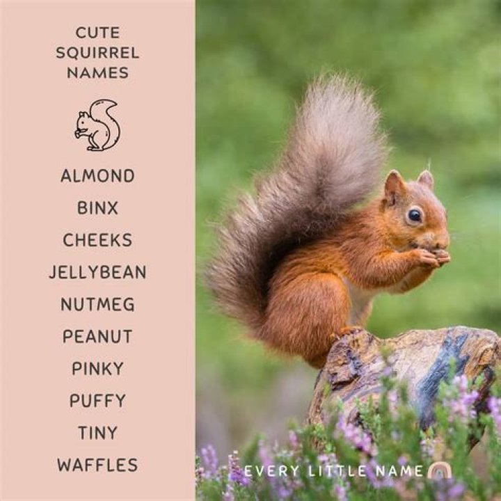 Funny Squirrel Names | List of Cute Names for Pet Squirrels