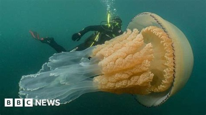 Giant jellyfish 'as big as a human' spotted by divers off Cornwall coast