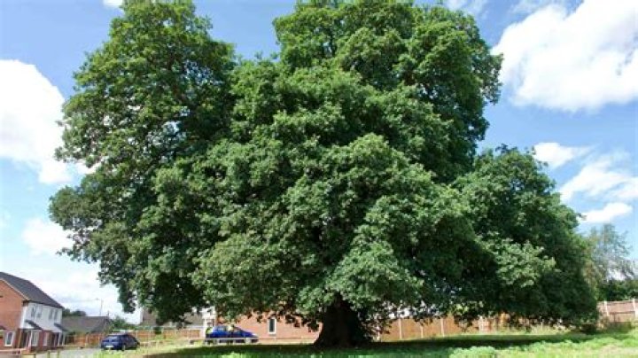 Girl, 5, found hiding behind a tree after fleeing home as woman discovered dead and man arrested on suspicion of murder